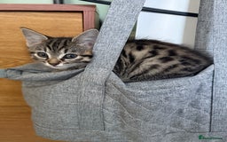 Mixed Breed cats for sale: 2 female kittens  - Image 3