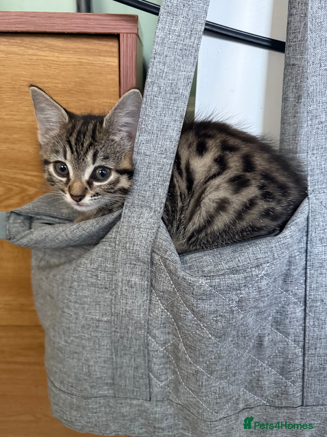 Mixed Breed cats for sale: 2 female kittens  - Image 3