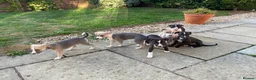 Whippet dogs for sale: KC Registered Pedigree Whippet Puppies for Sale in Salisbury - Advert 11