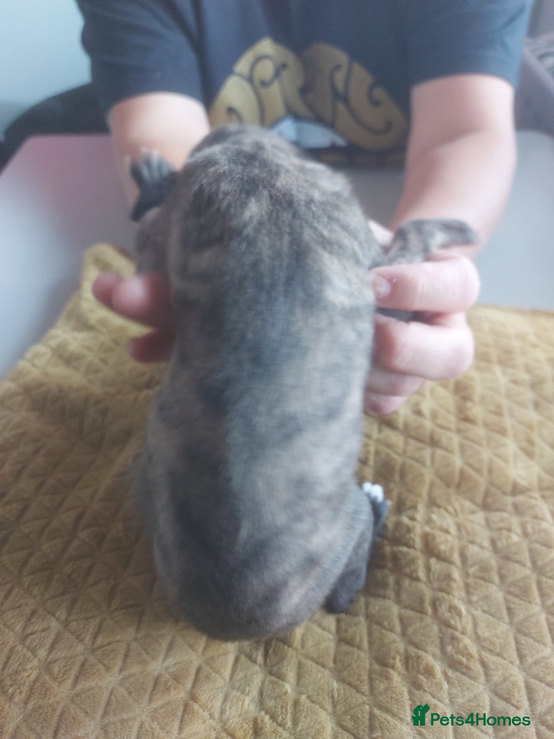 Whippet dogs for sale: Whippet Puppies - Image 22