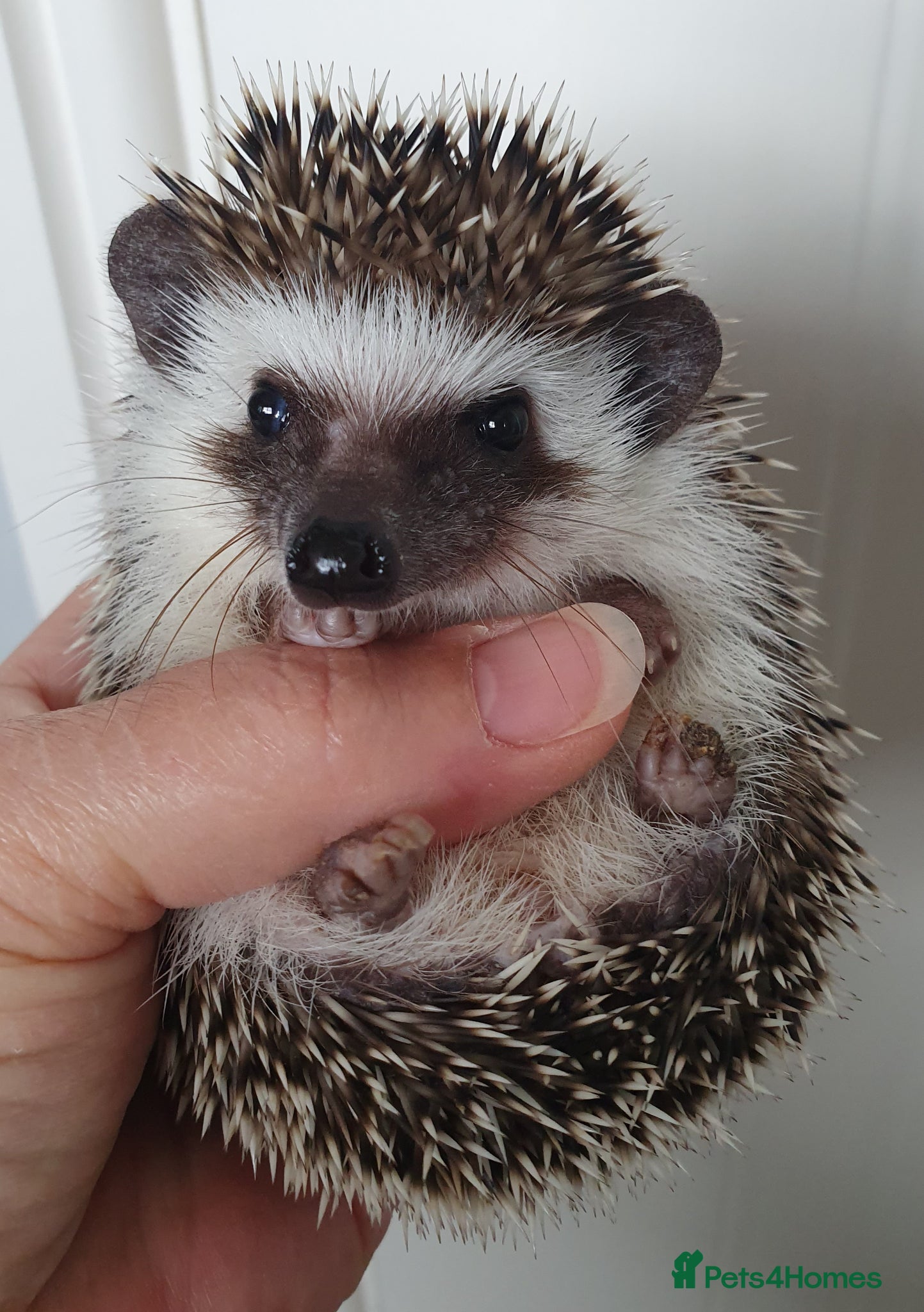 Pygmy Hedgehog rodents Full pedigree African pygmy hedgehog babies  - Advert 21