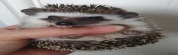 Pygmy Hedgehog rodents for sale: Full pedigree African pygmy hedgehog babies  - Advert 1