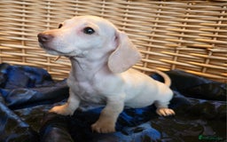 Miniature Dachshund dogs for sale: STUNNING KC pups. READY NOW. REDUCED  - Image 6