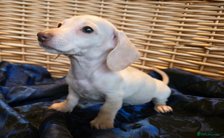Miniature Dachshund dogs - Advert 1