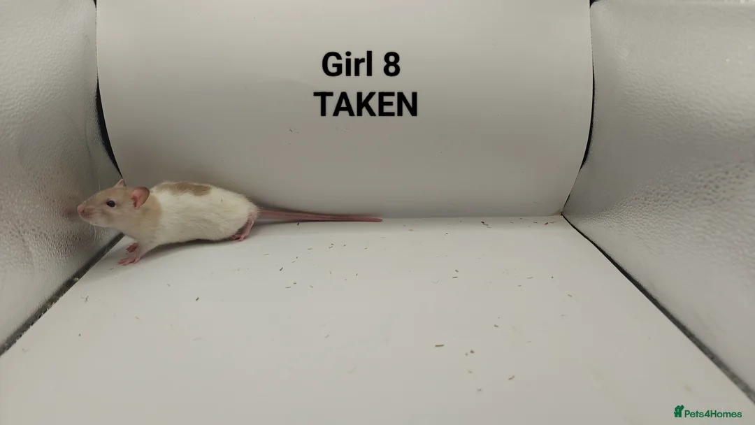 Rat rodents for sale: FEB: 20 Rats (13 Rats: 7 Boys & 6 Girls Left) - Advert 20