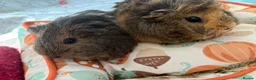 Guinea Pig rodents for sale: female guinea pig pairs - Advert 11
