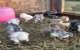 Chickens poultry for sale: Brahma point to lay 16-19 weeks - Image 4