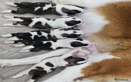 Saint Bernard dogs for sale: 🐾Saint Bernard Puppies🐾 - Image 2