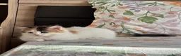 Ragdoll cats for sale: Fluffy Ragdoll-Mix Kitten  - Advert 13