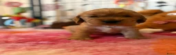 Cocker Spaniel dogs for sale: Gorgeous Golden Show Cockers - Advert 7