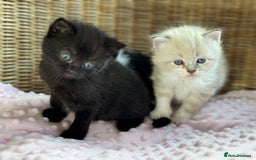 Mixed Breed cats for sale: 🐾 Two girls Looking for Future Forever Homes 🐾 - Image 6