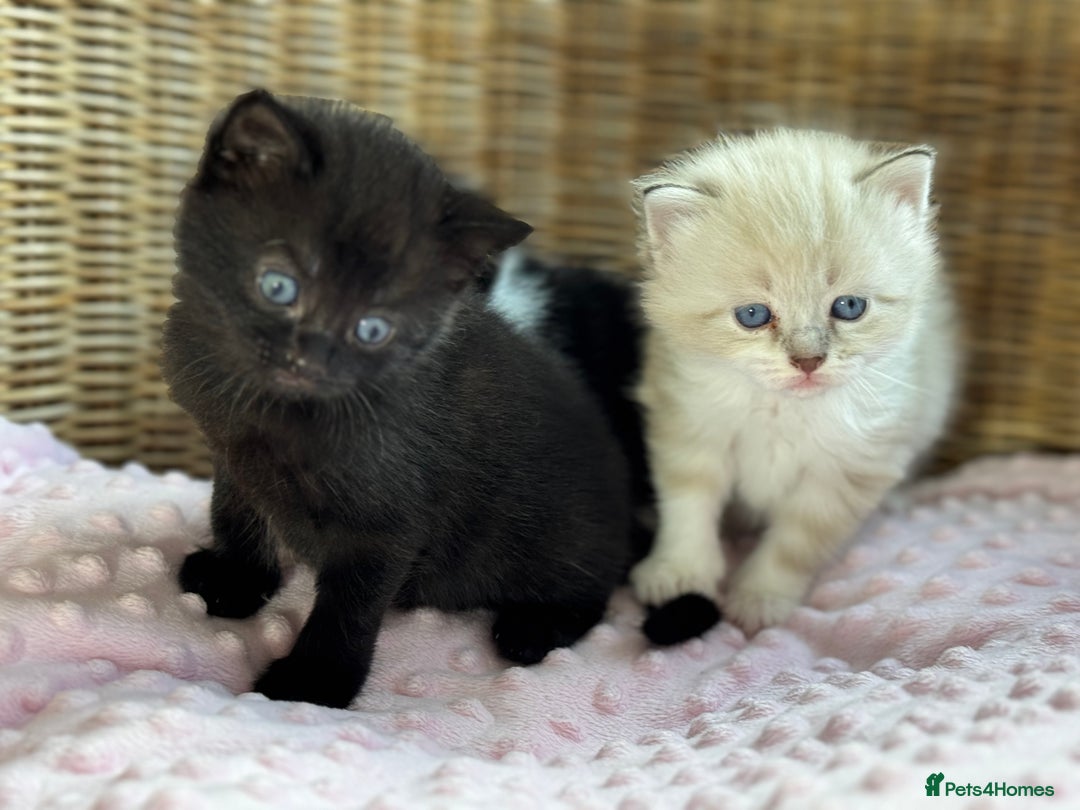 Mixed Breed cats for sale: 🐾 Two girls Looking for Future Forever Homes 🐾 - Image 6