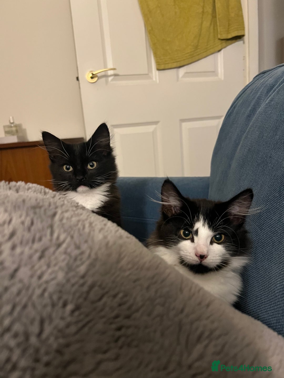 Mixed Breed cats for sale: Sweetest Bonded 6 month kittens (brother & Sister) - Advert 13