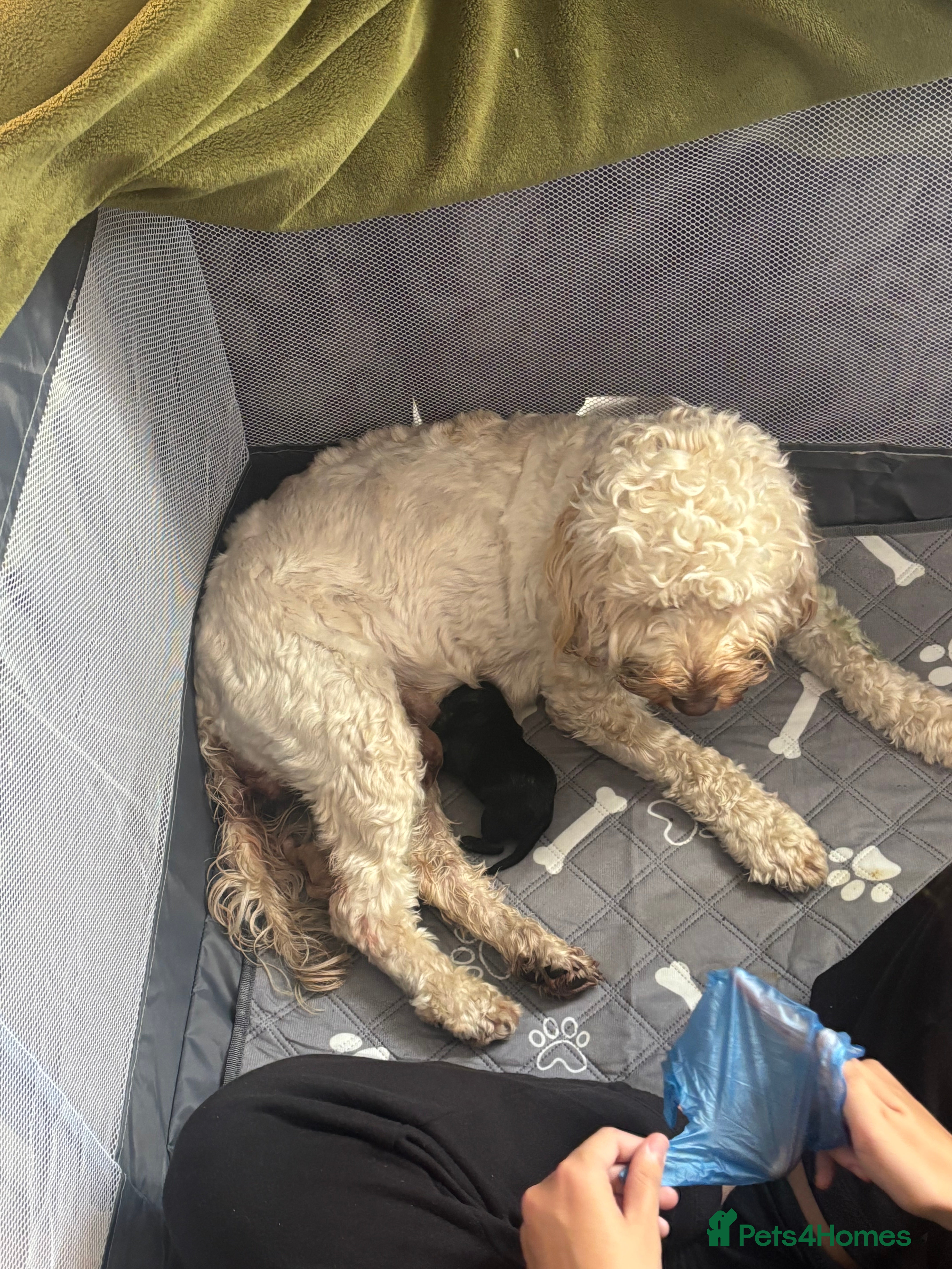 Cockapoo dogs Ready now black baby girl cockerpoo - Advert 4