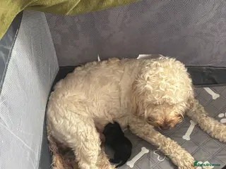 Cockapoo dogs Ready now black baby girl cockerpoo - Advert 13
