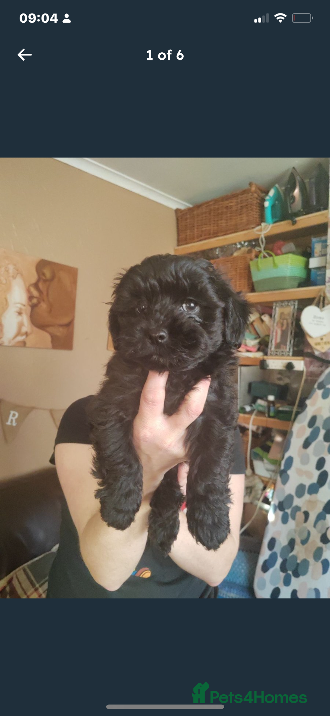 Shihpoo dogs for sale: George Male shih Tzu age 6 months  - Image 6
