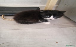 British Shorthair cats for sale: For sale - Image 17