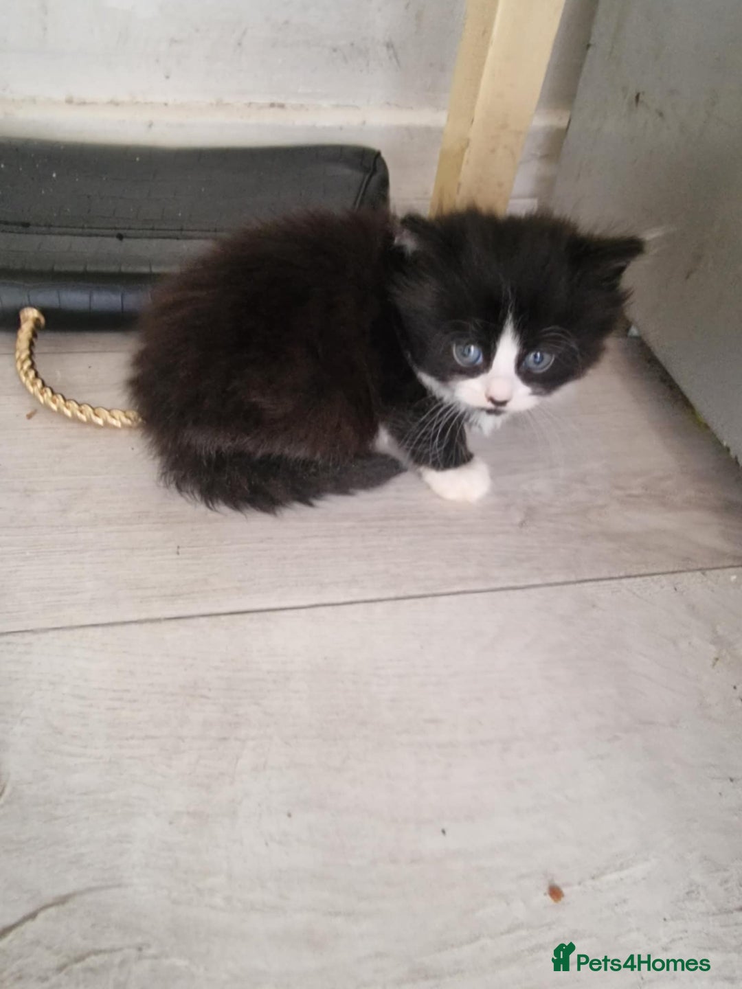 British Shorthair cats for sale: For sale - Image 17