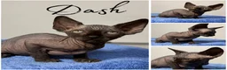 Sphynx cats for sale: Canadian Sphynx TICA REG  - Advert 4