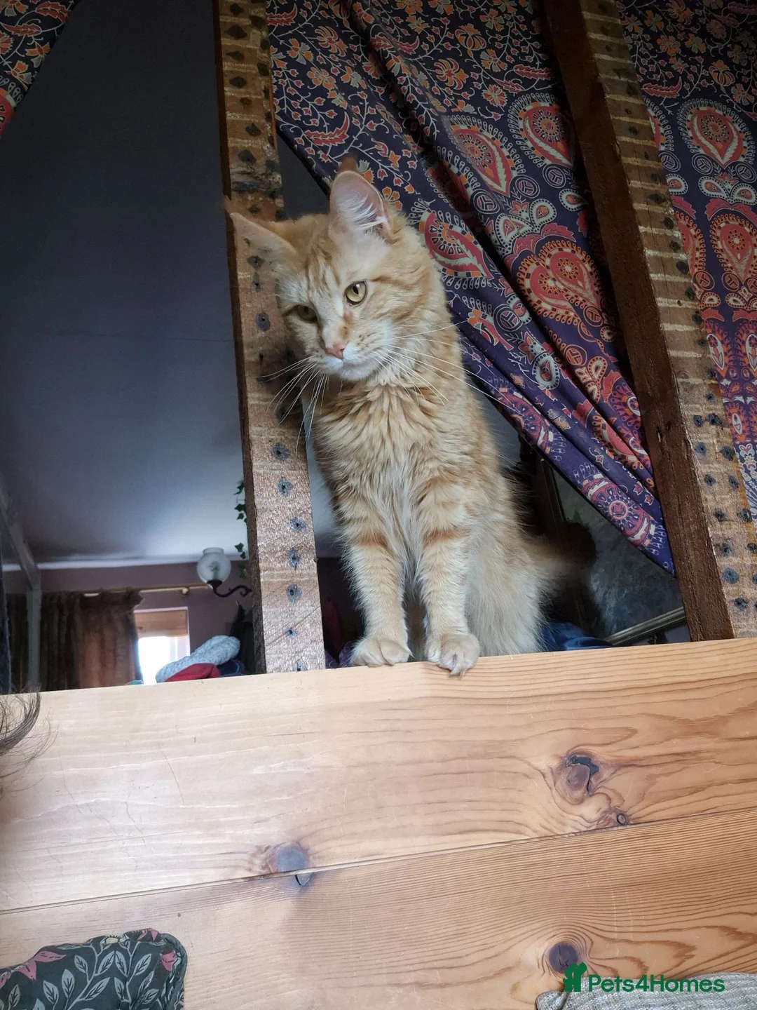 Maine Coon cats for sale: (Hestia) Ginger Female main coon  - Advert 2