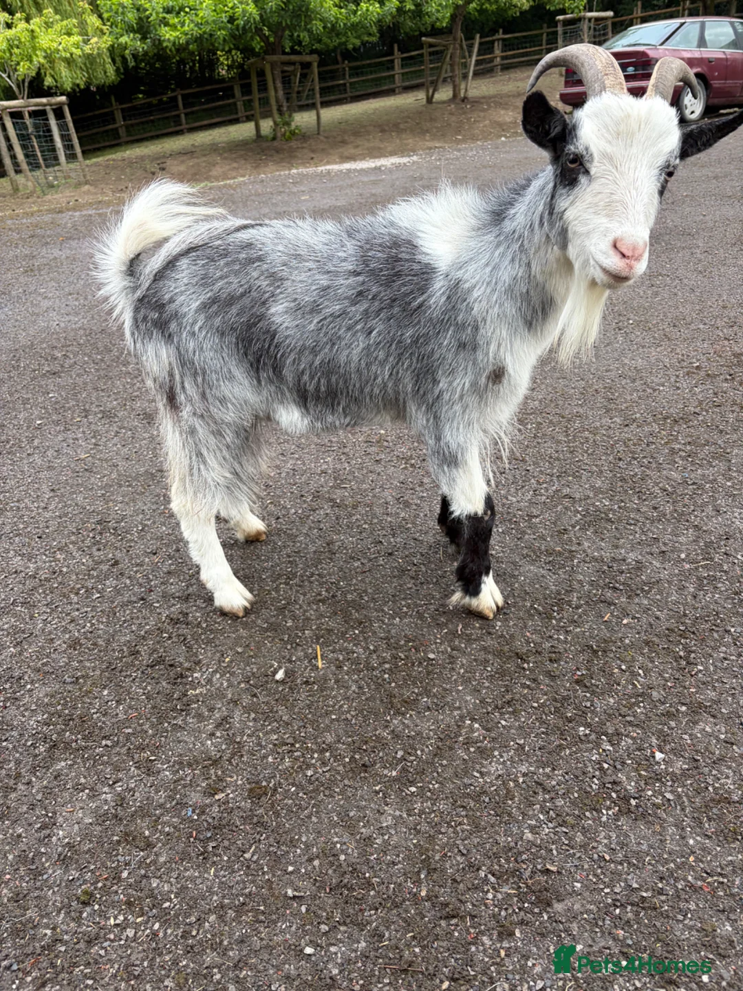 Goats livestock for sale: X3 Pygmy goats  in Chard - Advert 13