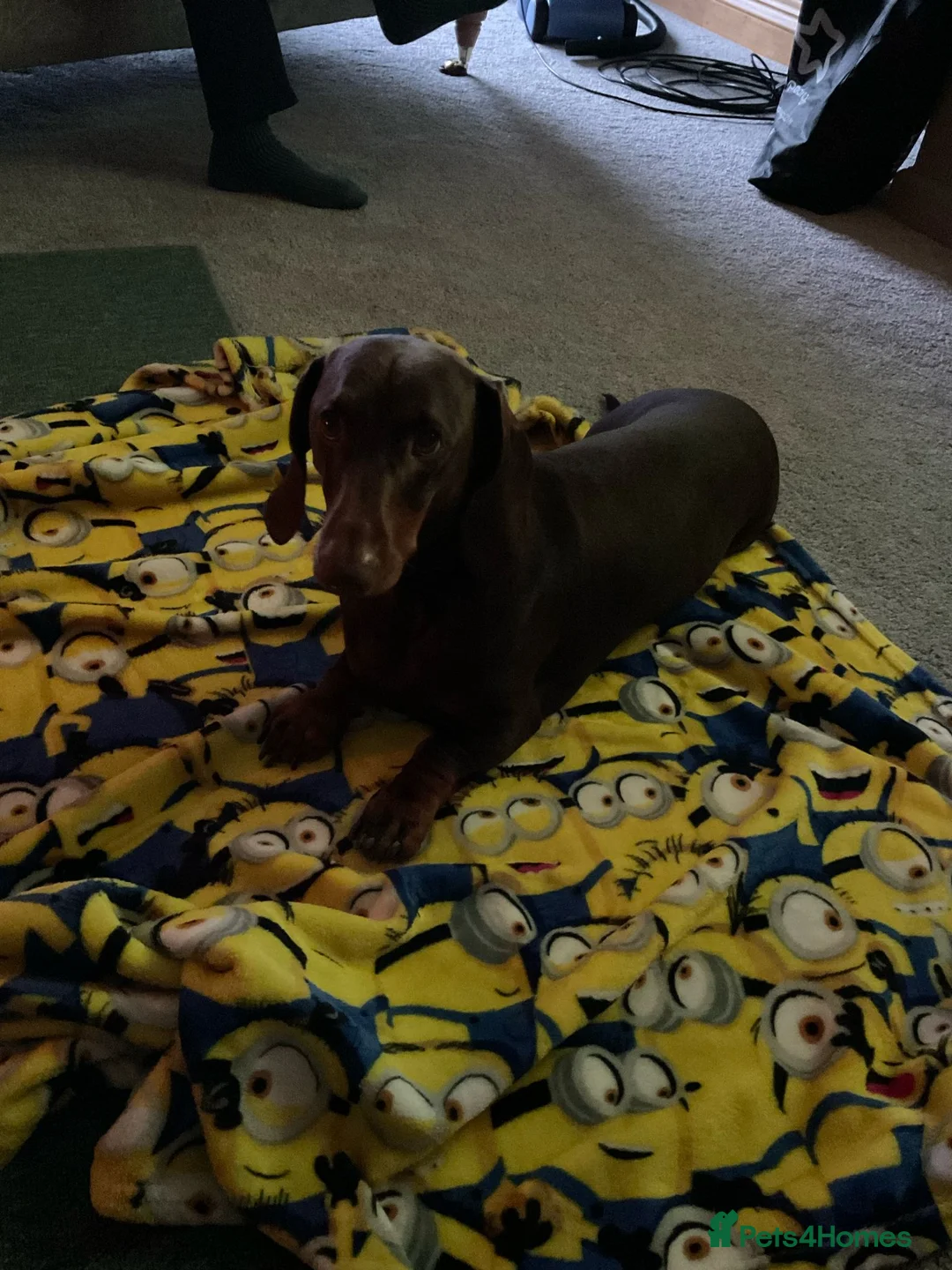 Dachshund dogs for stud: Pedigree standard Dachshund  in Wellington - Advert 2