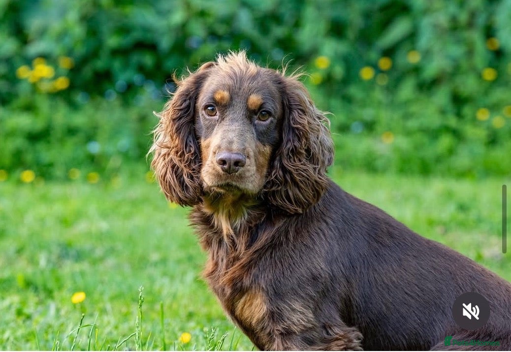 Cocker Spaniel dogs for sale: Chocolate and Tan cocker spaniel dog pup  - Advert 2