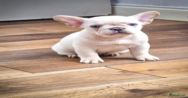 French Bulldog dogs - Advert 5