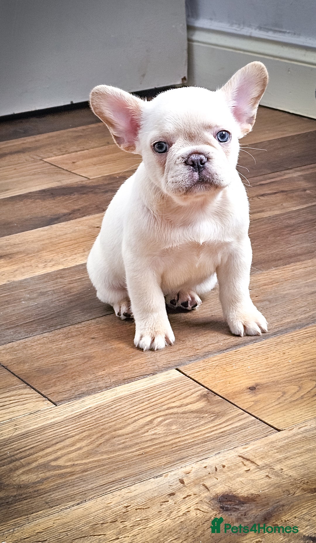 French Bulldog dogs for sale: Top Notch French Bulldog puppies  - Image 4