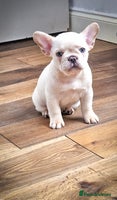 French Bulldog dogs - Advert 4