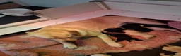 Labrador Retriever dogs for sale: Gorgeous Creamy Yellow Boy. - Advert 4