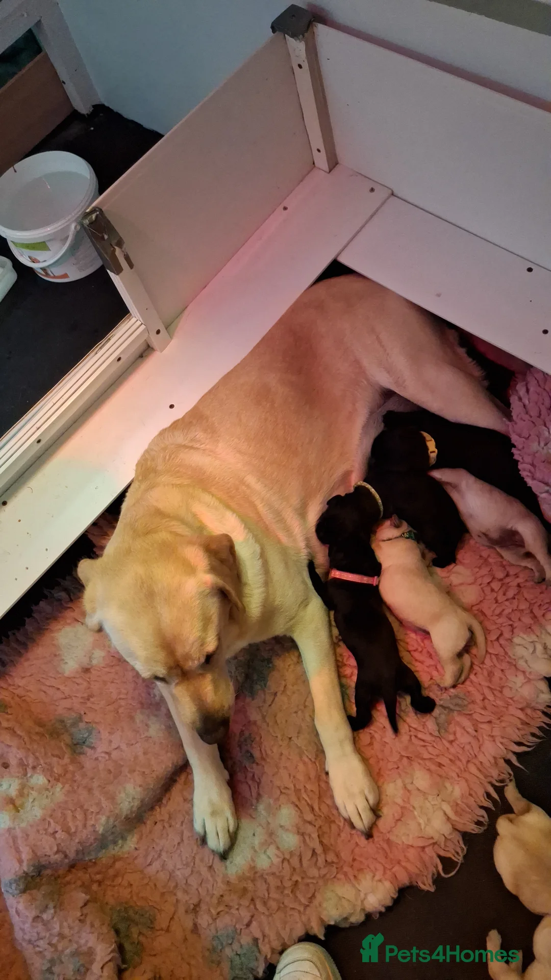 Labrador Retriever dogs for sale: Gorgeous Creamy Yellow Boy. - Advert 4