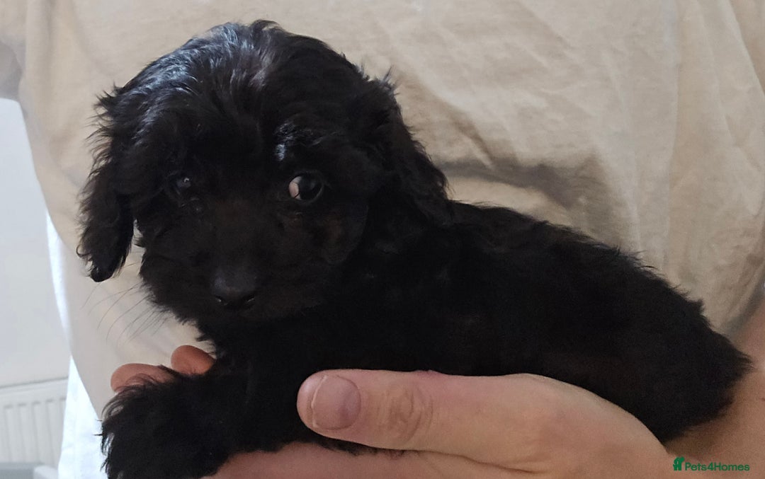 Shihpoo dogs for sale: Shihtzu x poodle  - Advert 10