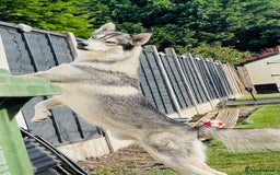 Siberian Husky dogs for stud: PROVEN KC Registered Siberian Husky Stud ONLY in Solihull - Image 4
