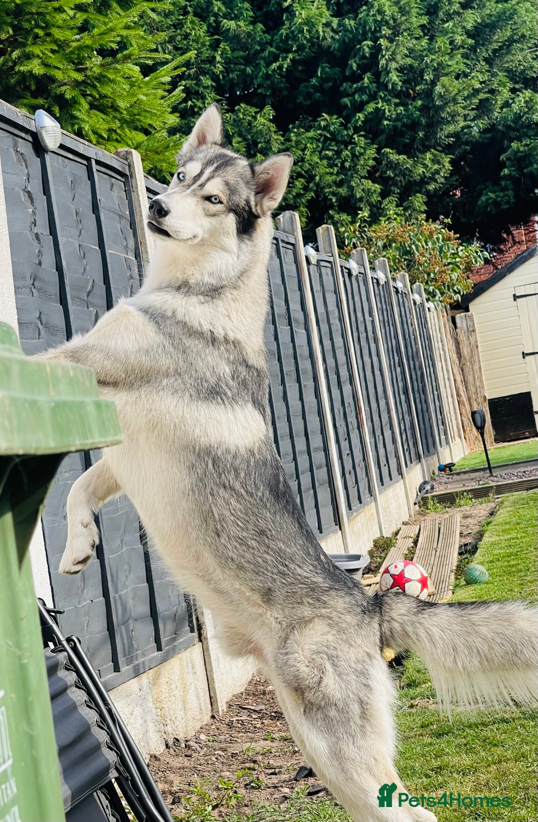 Siberian Husky dogs for stud: PROVEN KC Registered Siberian Husky Stud ONLY in Solihull - Image 4