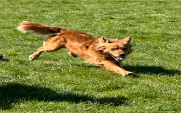 Golden Retriever dogs for sale: Last Stunning Male Pup Health Tested Parents  - Image 17