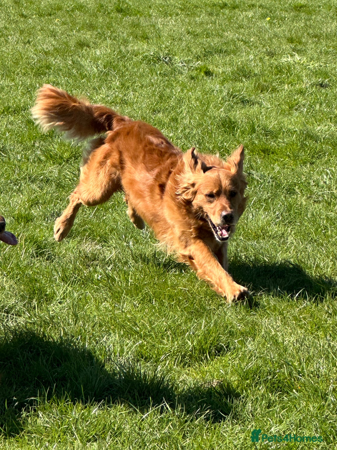 Golden Retriever dogs for sale: Last Stunning Male Pup Health Tested Parents  - Image 17