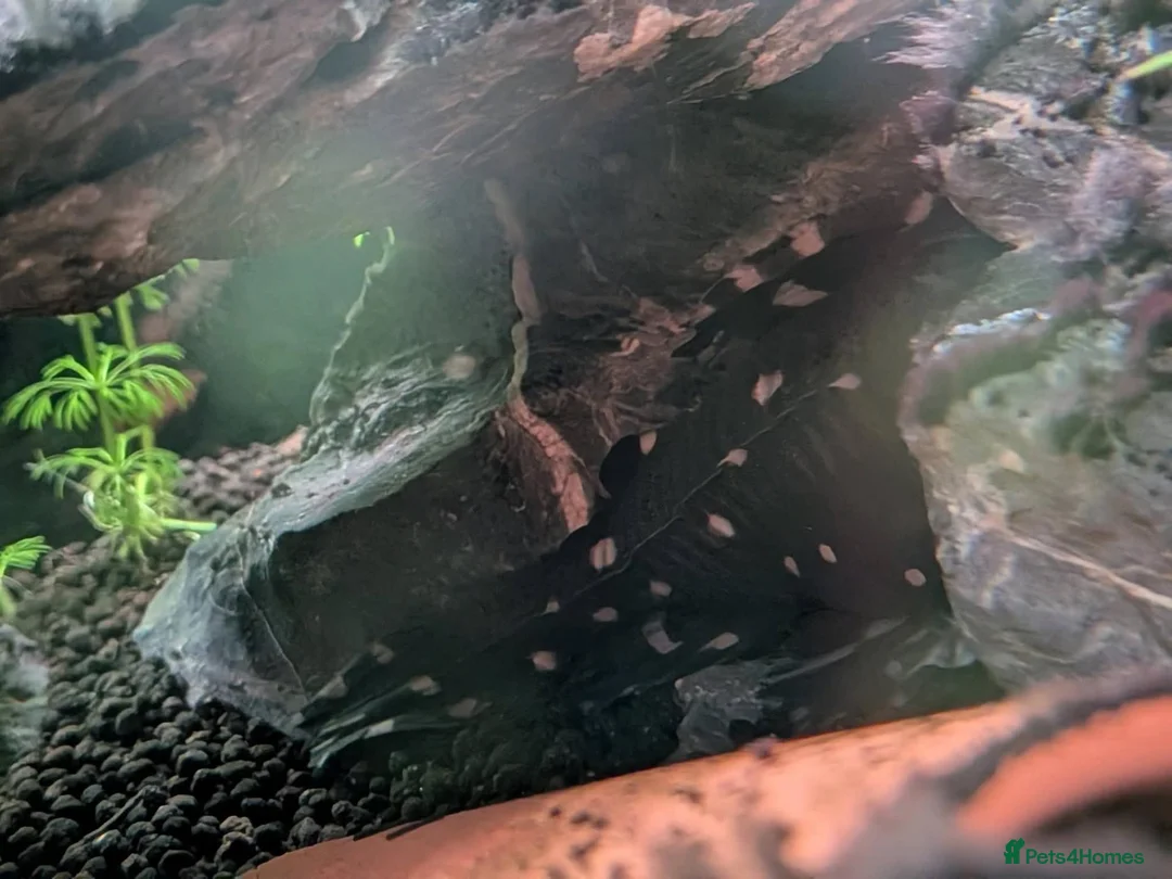 Other/Mixed Breed fish for sale: Tropical fish  - Advert 12