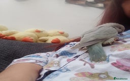 Parakeets birds for sale: Baby Quaker parrots boys and girls available  - Image 2