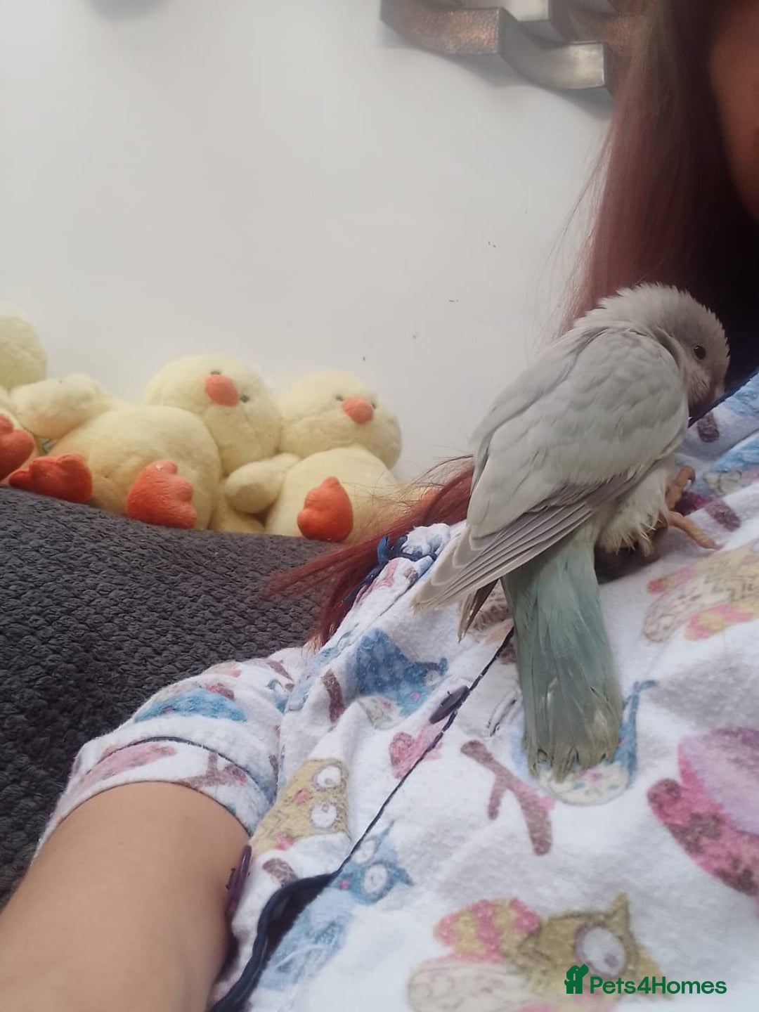 Parakeets birds for sale: Baby Quaker parrots boys and girls available  - Image 2