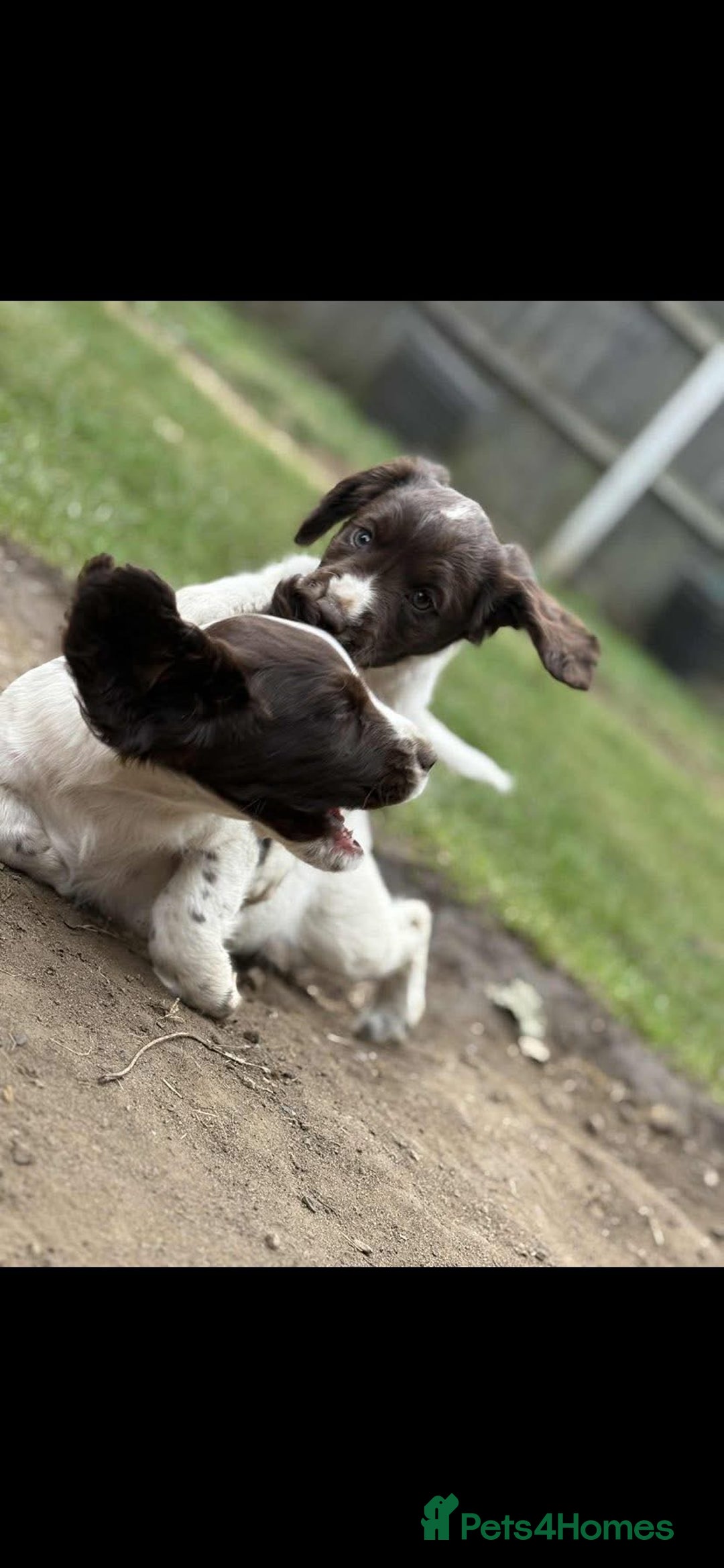 Sprocker dogs for sale: 2 sprocker girls  - Image 3