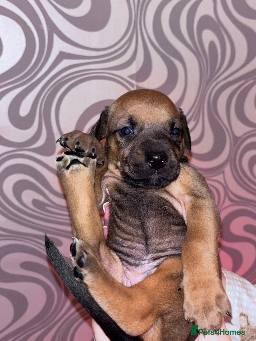 Mixed Breed dogs for sale: Puppy’s available  - Image 6