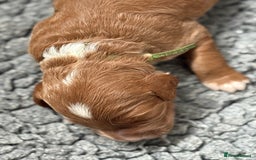 Australian Labradoodle dogs for sale: 5* Health tested Australian Labradoodles - Image 11
