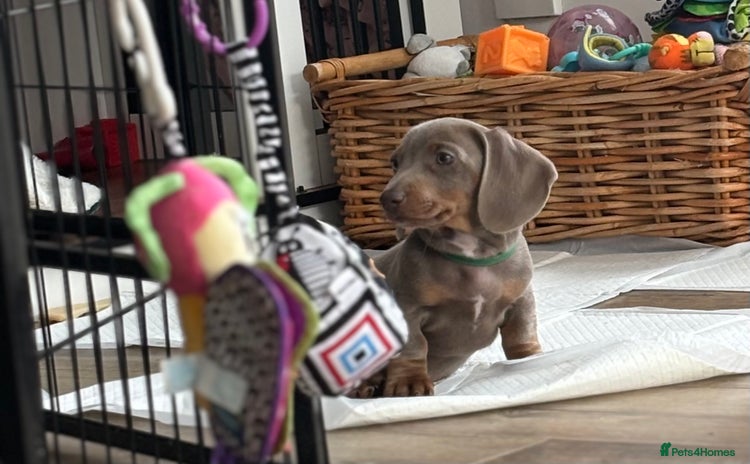 Miniature Dachshund dogs - Advert 4