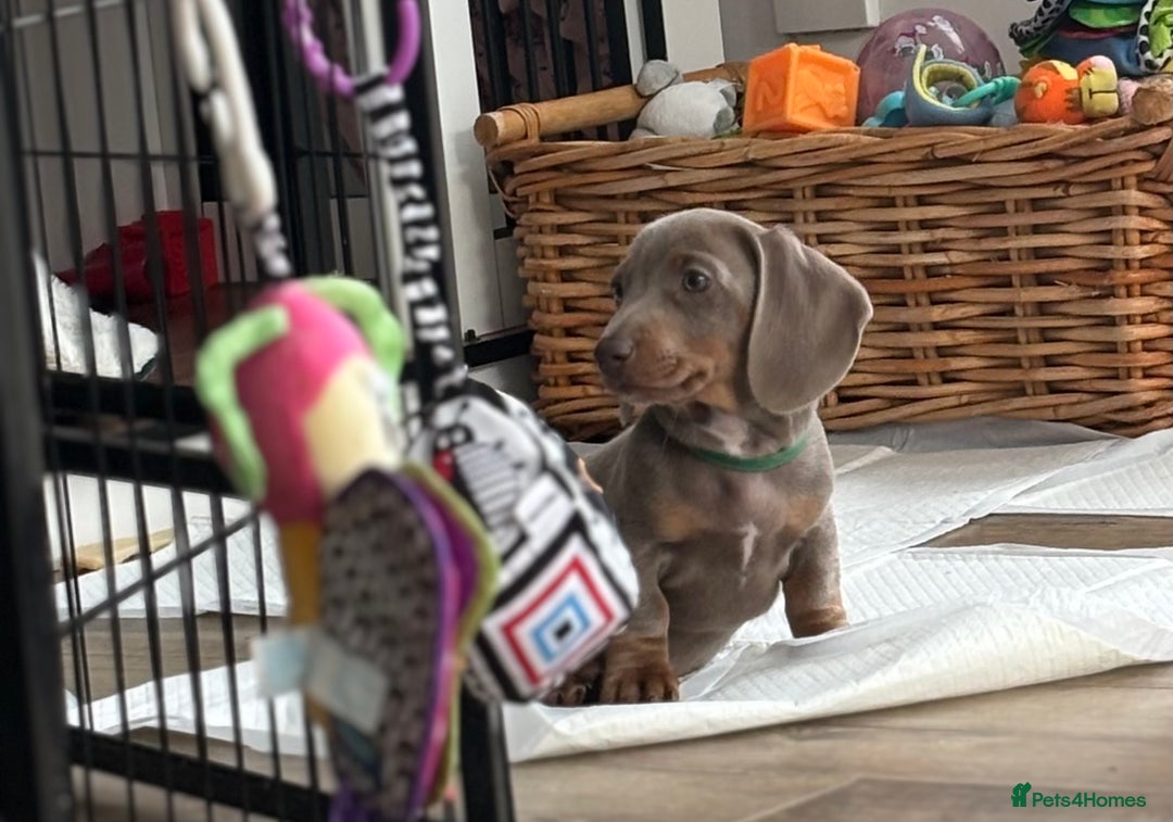 Miniature Dachshund dogs for sale: Isabella & tan miniature smoothcoat daschunds - Image 2