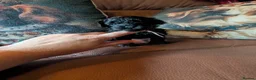 Mixed Breed dogs for sale: toy f1bb shi-poo - Advert 3