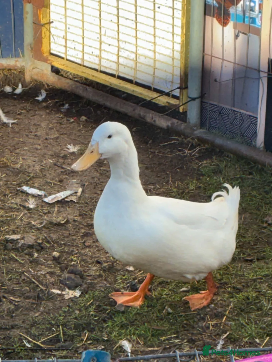 Ducks poultry for sale: 🦆 Aylesbury Drake Looking for a New Home 🏡 in York - Advert 2