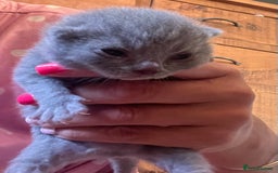 British Shorthair cats for sale: 5 British short hair kittens  - Image 1