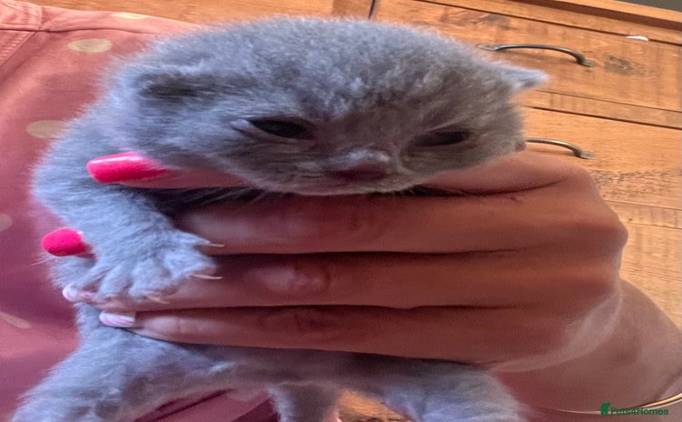 British Shorthair cats - Advert 9