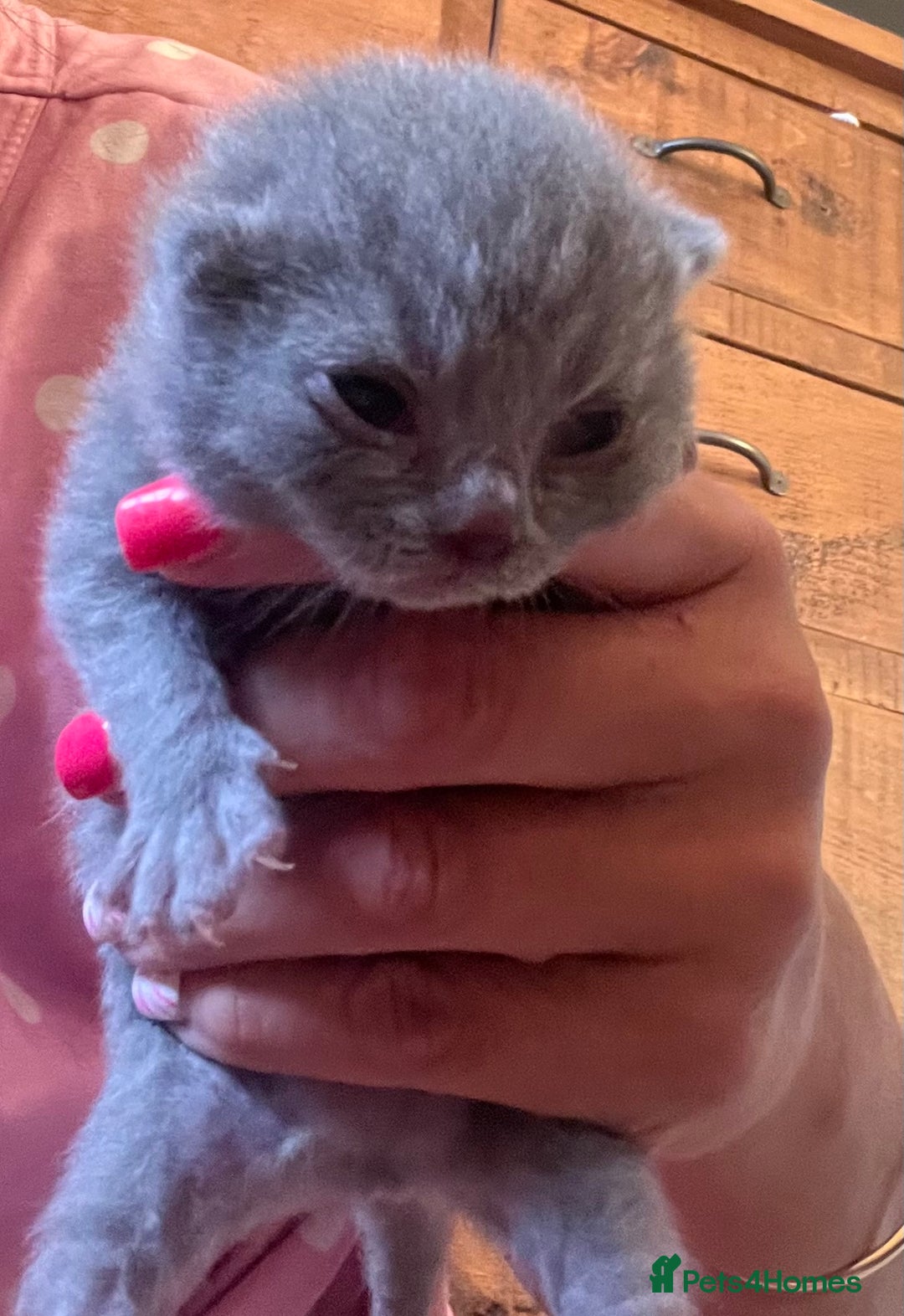 British Shorthair cats for sale: 5 British short hair kittens  - Image 1